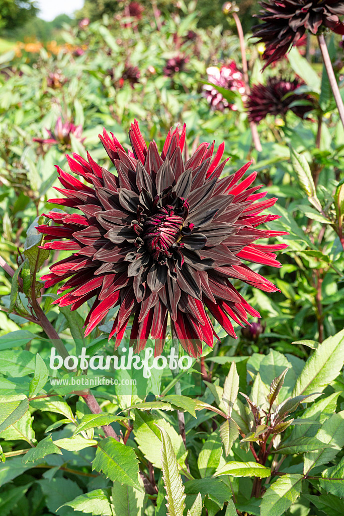 625049 - Semikaktusdahlie (Dahlia Black Jack)