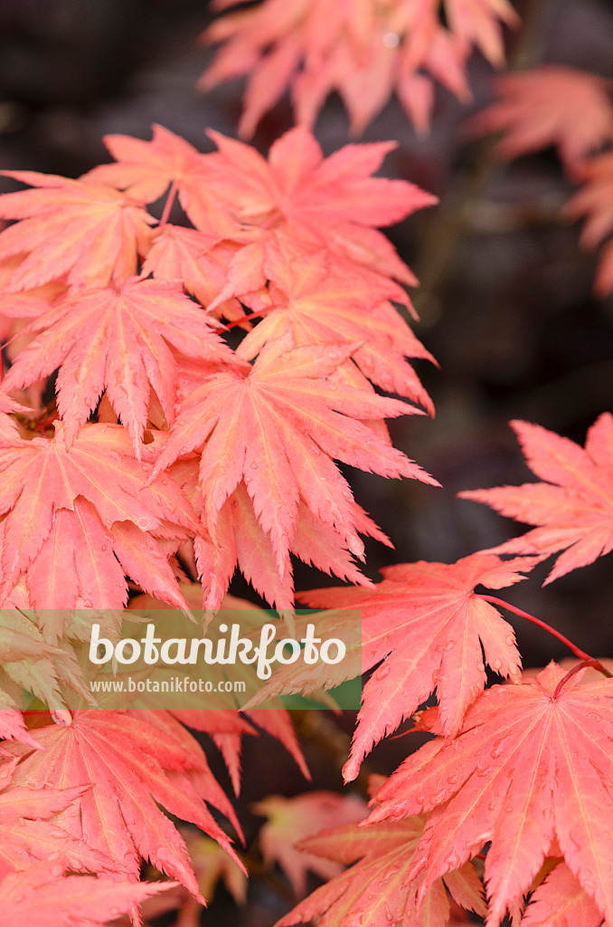 520379 - Shirasawas Fächerahorn (Acer shirasawanum 'Autumn Moon')