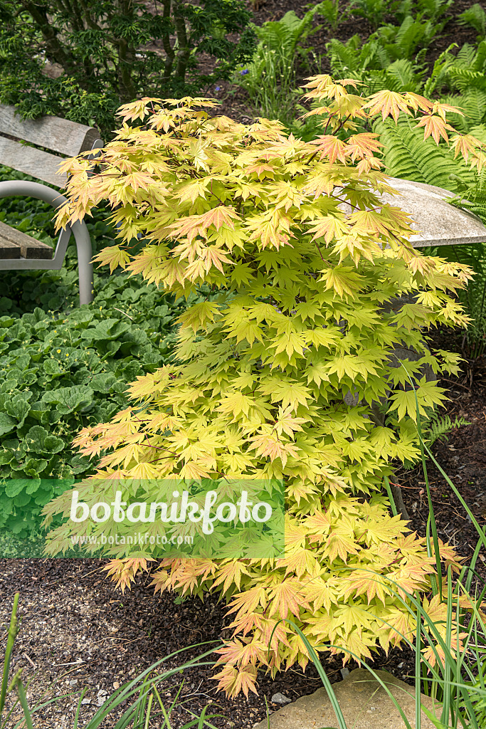 638017 - Shirasawas Fächerahorn (Acer shirasawanum 'Autumn Moon')