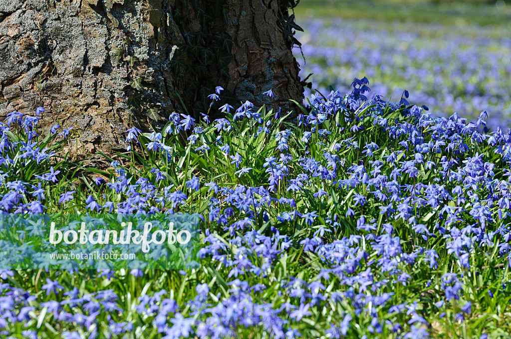 470081 - Sibirischer Blaustern (Scilla siberica)