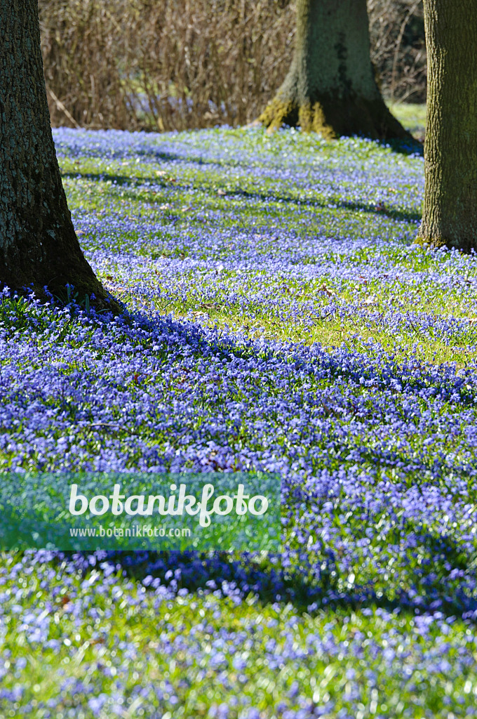 470082 - Sibirischer Blaustern (Scilla siberica)