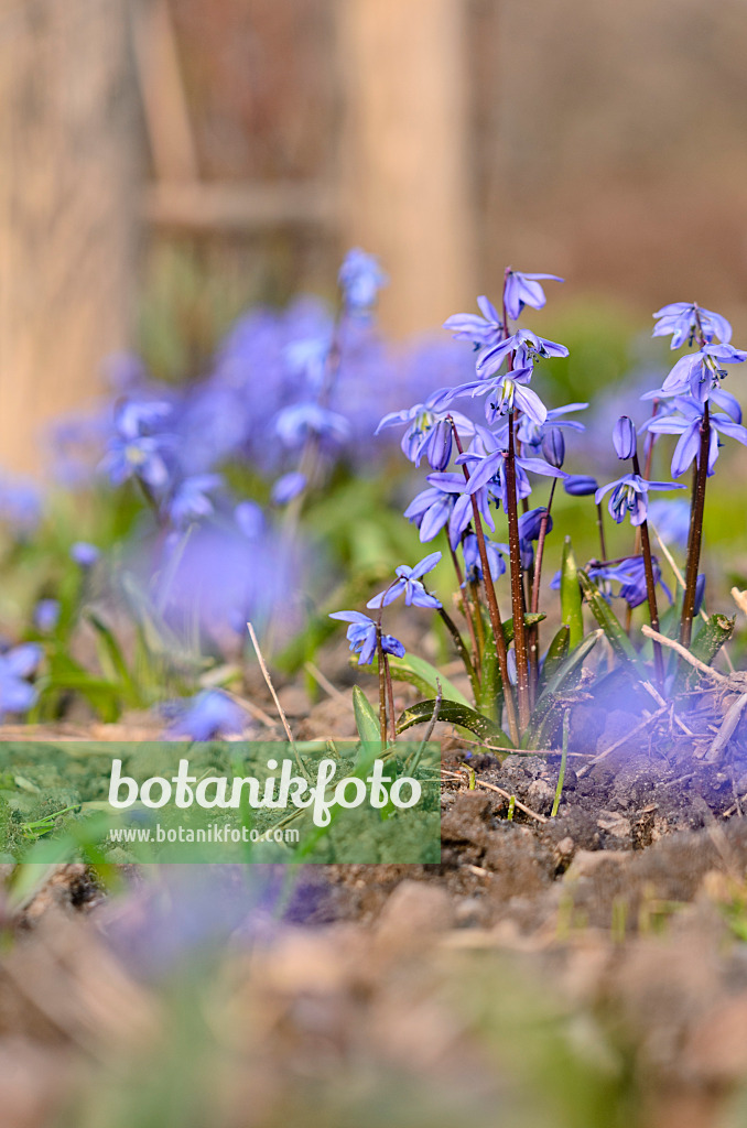 519028 - Sibirischer Blaustern (Scilla siberica)