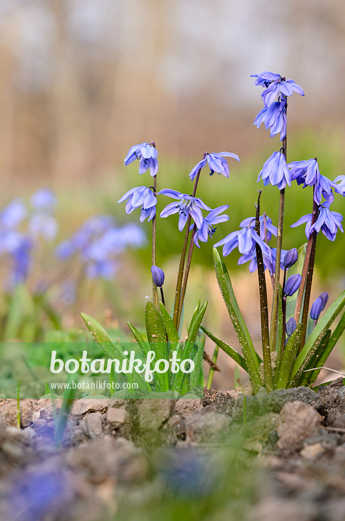 519029 - Sibirischer Blaustern (Scilla siberica)