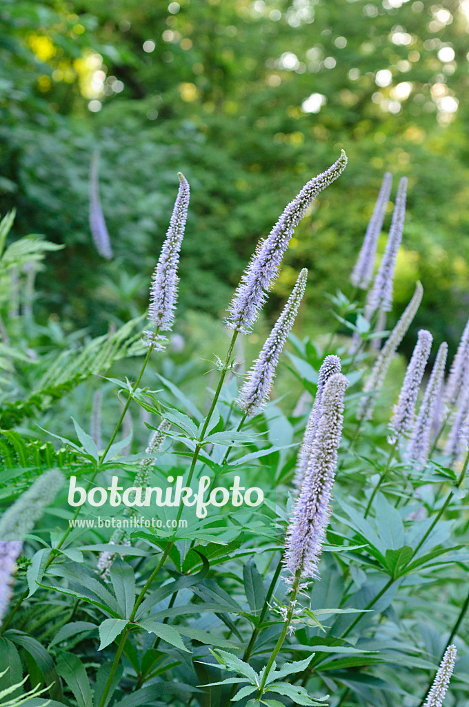 485146 - Sibirischer Ehrenpreis (Veronicastrum sibiricum syn. Veronica sibirica)