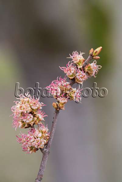 616147 - Silberahorn (Acer saccharinum)