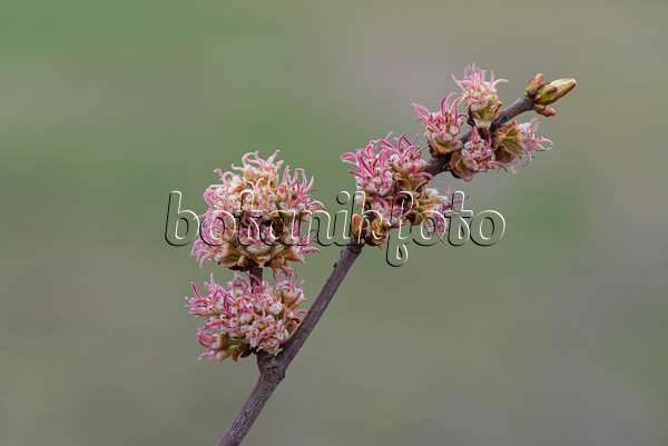 616148 - Silberahorn (Acer saccharinum)