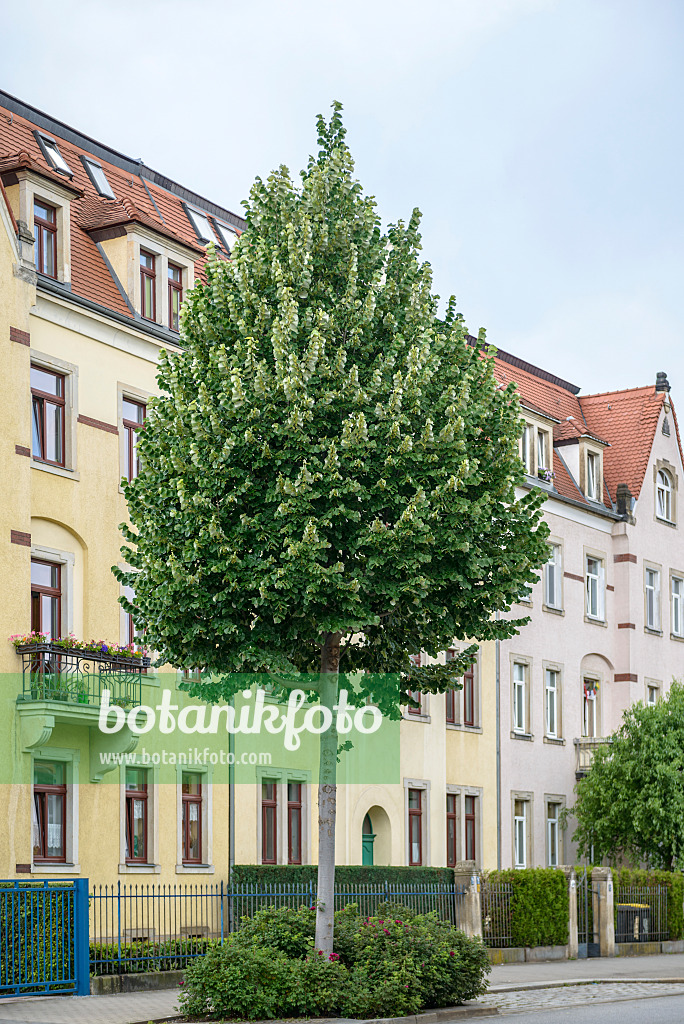 547309 - Silberlinde (Tilia tomentosa 'Brabant')