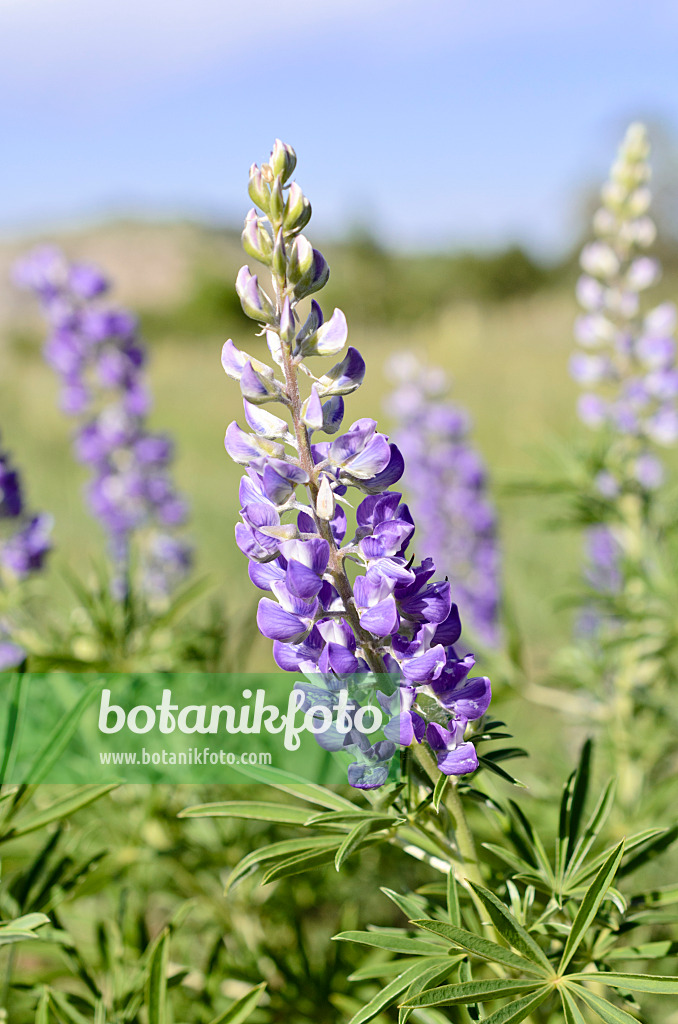 508386 - Silberlupine (Lupinus argenteus)