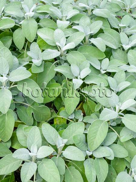 487199 - Silbersalbei (Salvia officinalis 'Culinaria')