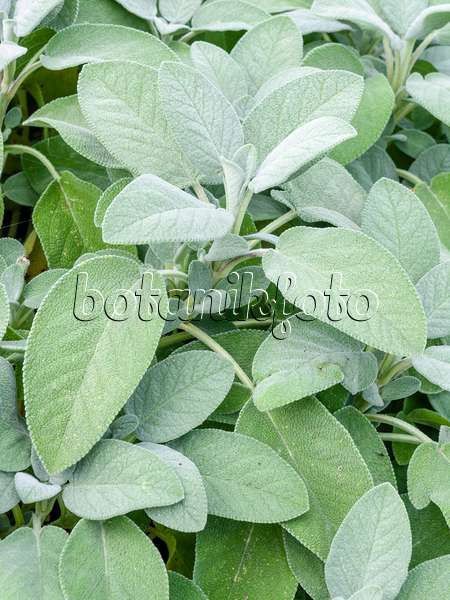 487200 - Silbersalbei (Salvia officinalis 'Culinaria')