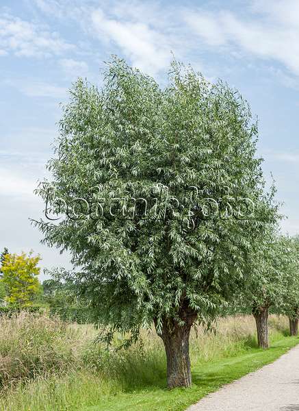 651496 - Silberweide (Salix alba)