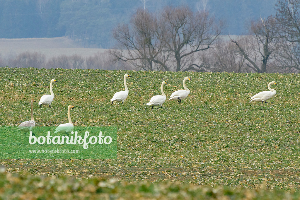 553109 - Singschwäne (Cygnus cygnus) auf einem Feld, Brandenburg, Deutschland