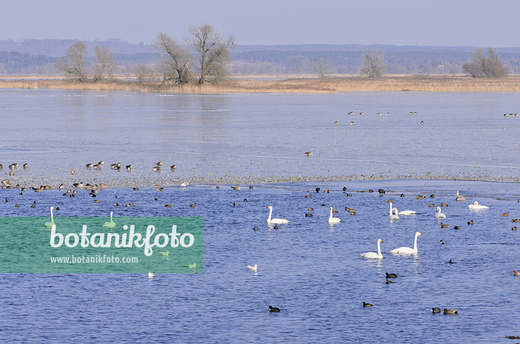 578006 - Singschwäne (Cygnus cygnus) und Graugänse (Anser anser) auf einer überfluteten und gefrorenen Polderwiese, Nationalpark Unteres Odertal, Deutschland