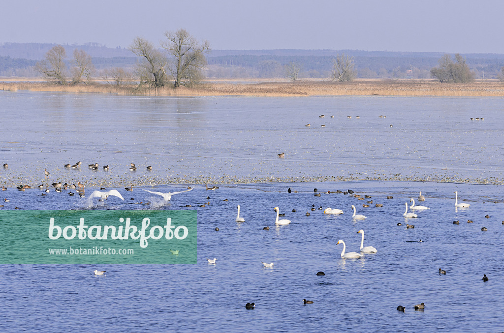 578008 - Singschwäne (Cygnus cygnus) und Graugänse (Anser anser) auf einer überfluteten und gefrorenen Polderwiese, Nationalpark Unteres Odertal, Deutschland