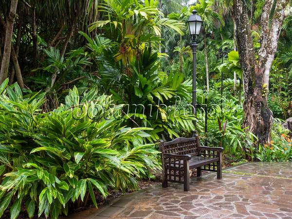 411007 - Sitzbank und Laterne in einem tropischen Garten mit Blattpflanzen