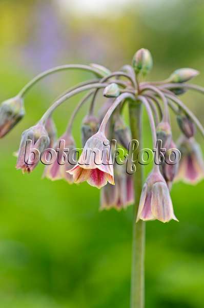 533358 - Sizilianischer Honiglauch (Allium siculum syn. Nectaroscordum siculum subsp. bulgaricum)