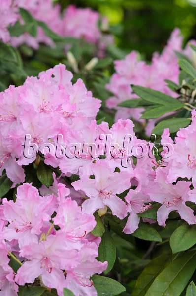 520229 - Smirnows Rhododendron (Rhododendron smirnowii)
