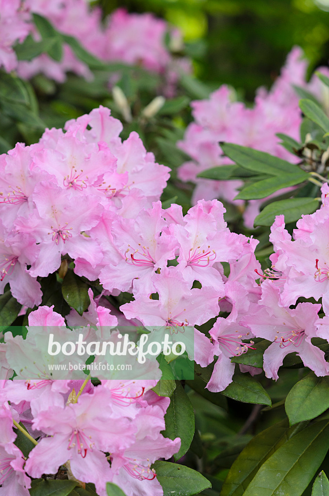 520229 - Smirnows Rhododendron (Rhododendron smirnowii)