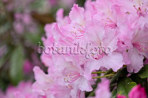 520230 - Smirnows Rhododendron (Rhododendron smirnowii)