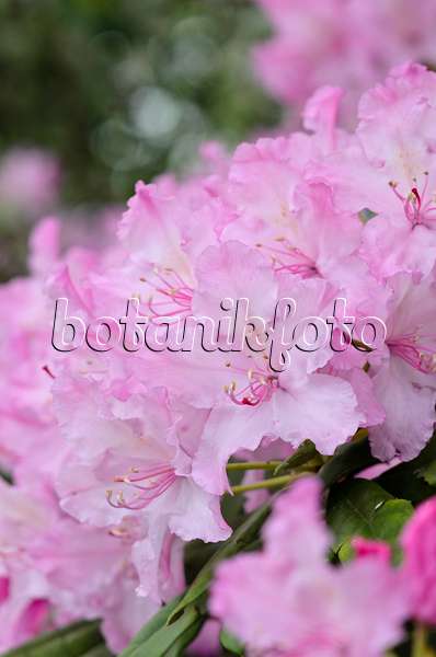 520231 - Smirnows Rhododendron (Rhododendron smirnowii)