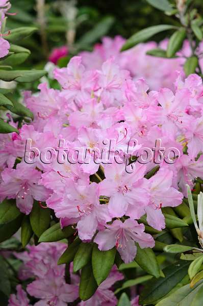 520232 - Smirnows Rhododendron (Rhododendron smirnowii)