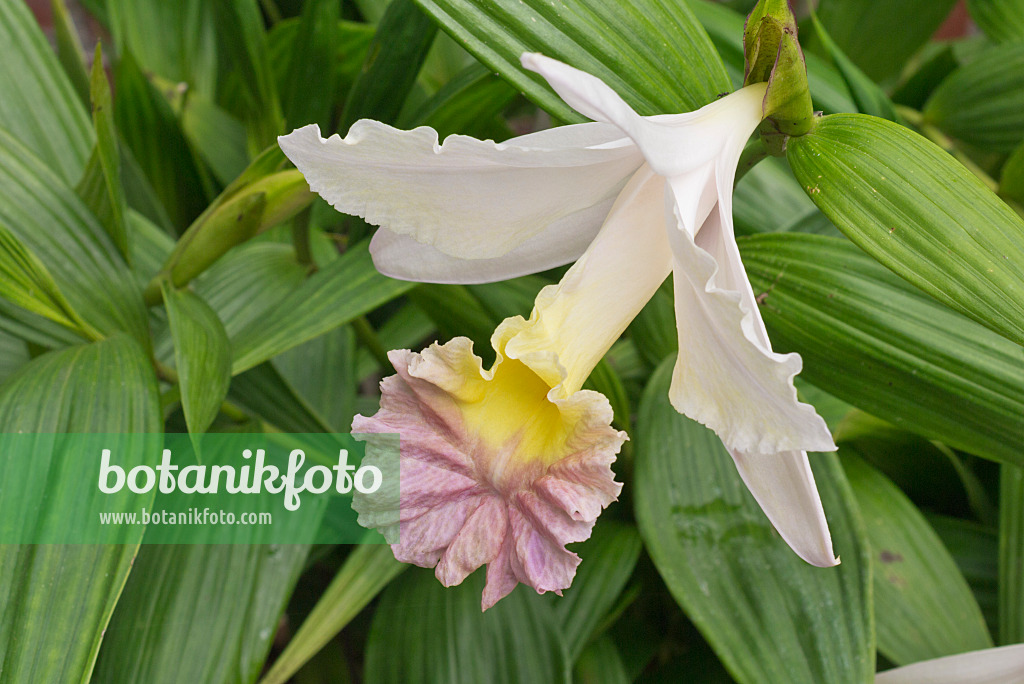 573045 - Sobralia Wiganiae