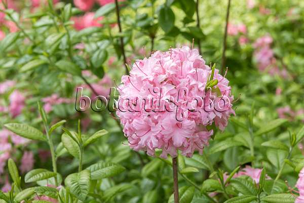638250 - Sommergrüne Azalee (Rhododendron Jack Bunnell)