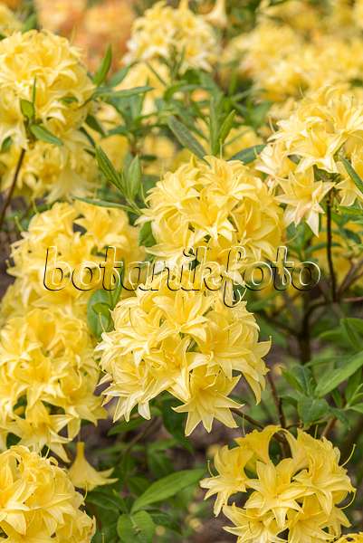 638290 - Sommergrüne Azalee (Rhododendron mixtum 'Sonnenköpfchen')