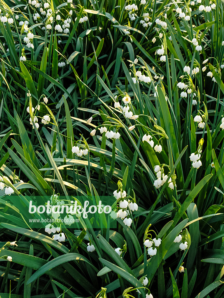 424149 - Sommerknotenblume (Leucojum aestivum)