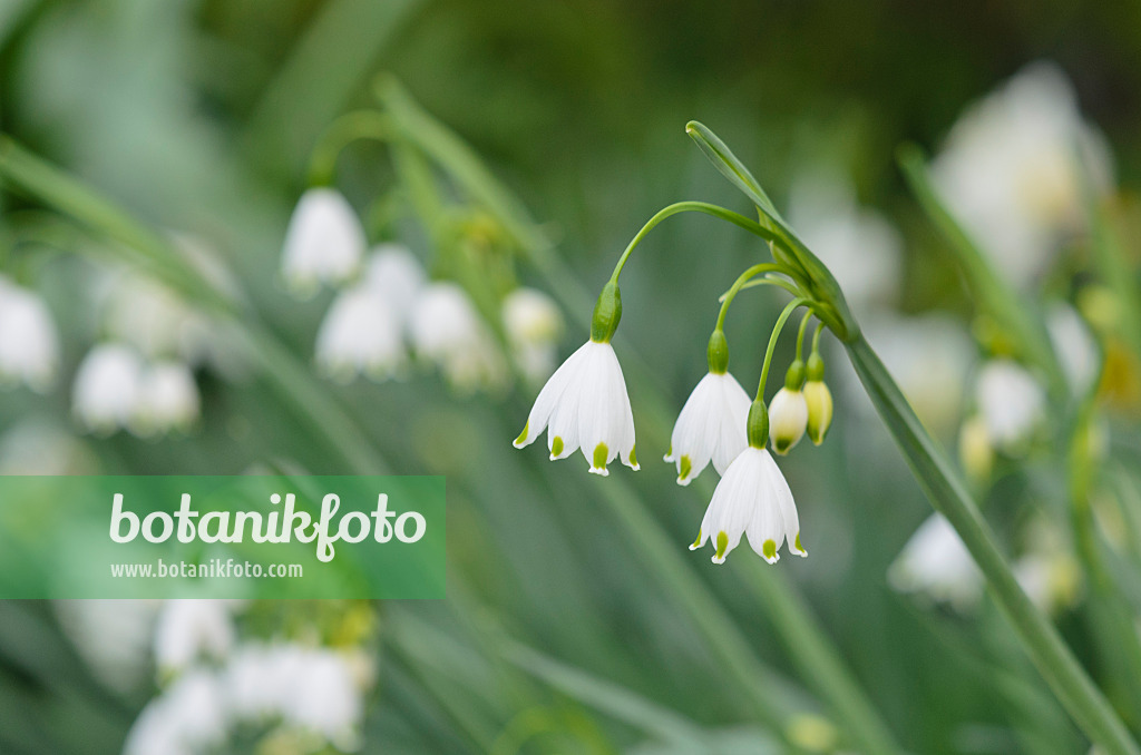 531062 - Sommerknotenblume (Leucojum aestivum 'Gravetye Giant')