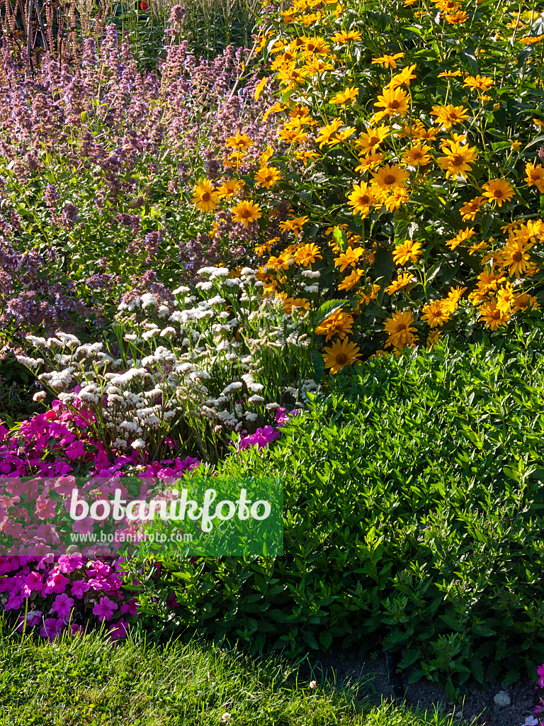 403021 - Sonnenauge (Heliopsis helianthoides)