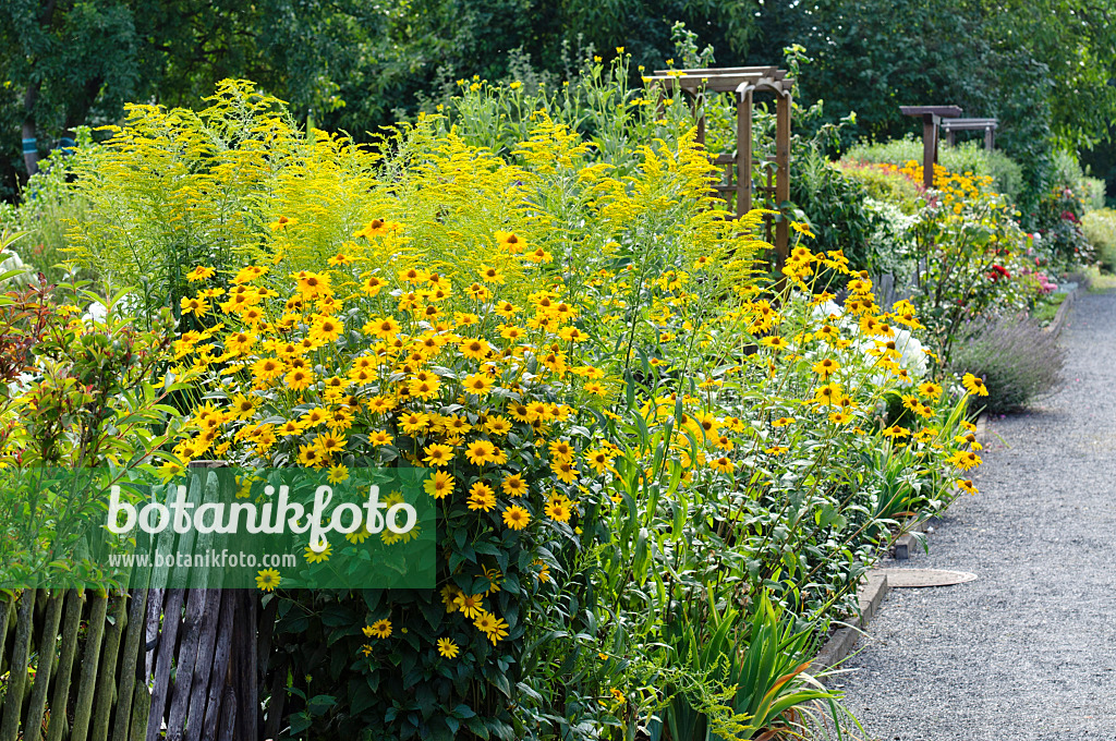 474327 - Sonnenauge (Heliopsis helianthoides)