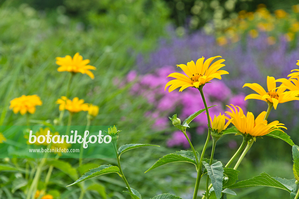 509216 - Sonnenauge (Heliopsis helianthoides)