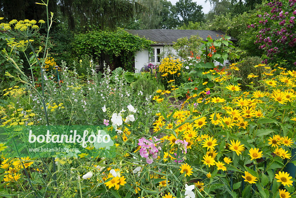 595012 - Sonnenauge (Heliopsis helianthoides) und Duftende Platterbe (Lathyrus odoratus)