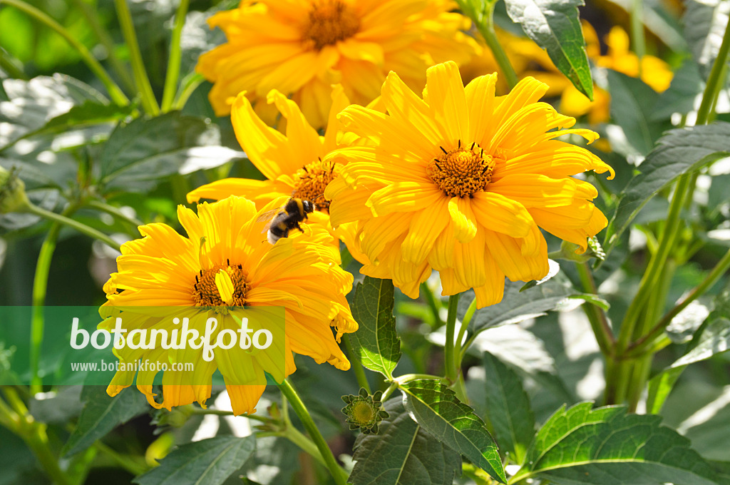 474403 - Sonnenauge (Heliopsis helianthoides var. scabra 'Wüstenkönig')