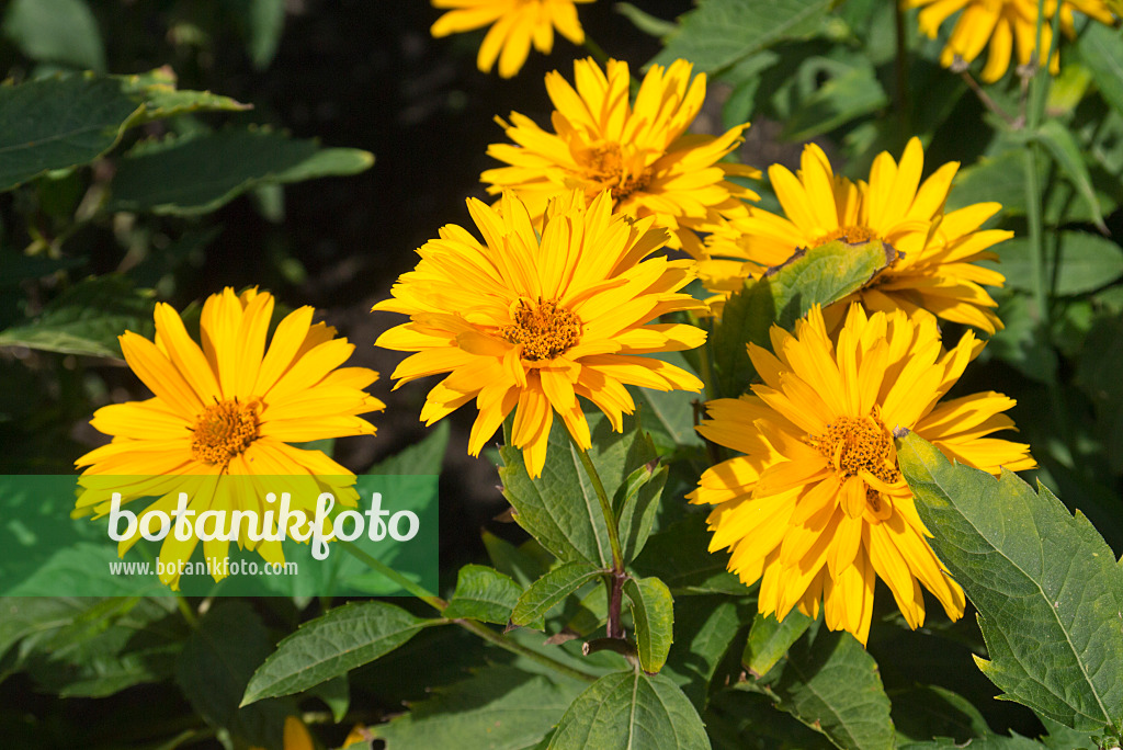 559150 - Sonnenauge (Heliopsis helianthoides var. scabra 'Goldgefieder')