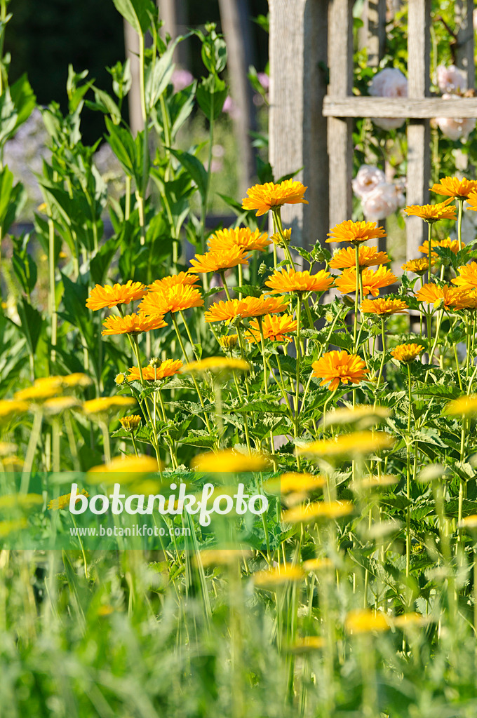 485200 - Sonnenauge (Heliopsis helianthoides var. scabra 'Venus')