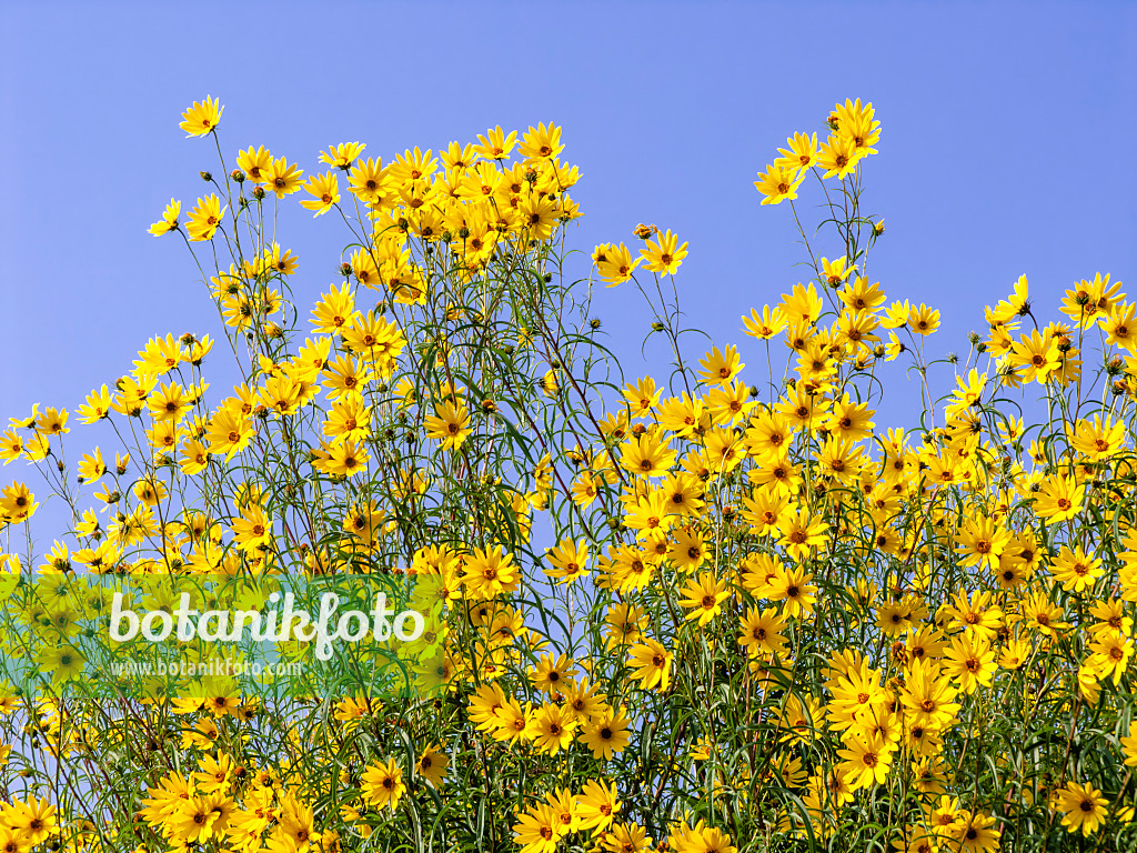 442004 - Sonnenblume (Helianthus salicifolius)