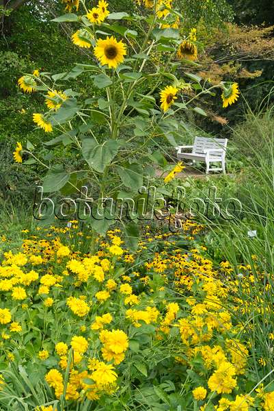 559148 - Sonnenblumen (Helianthus), Sonnenauge (Heliopsis) und Sonnenhut (Rudbeckia)