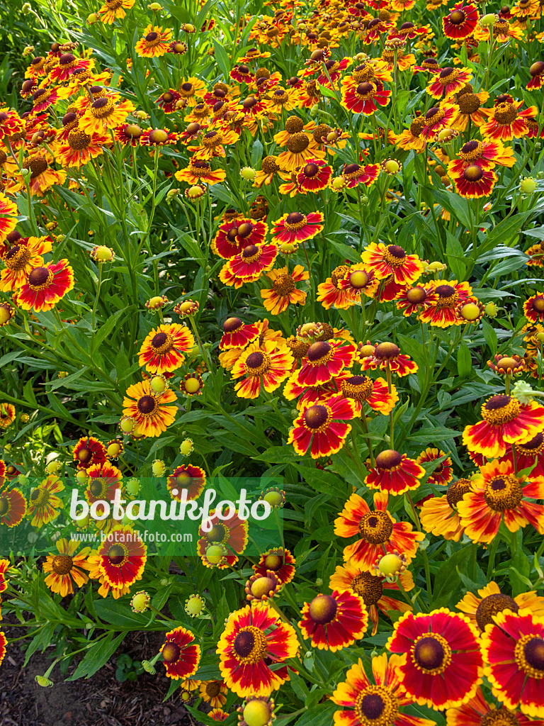 403087 - Sonnenbraut (Helenium Biedermeier)