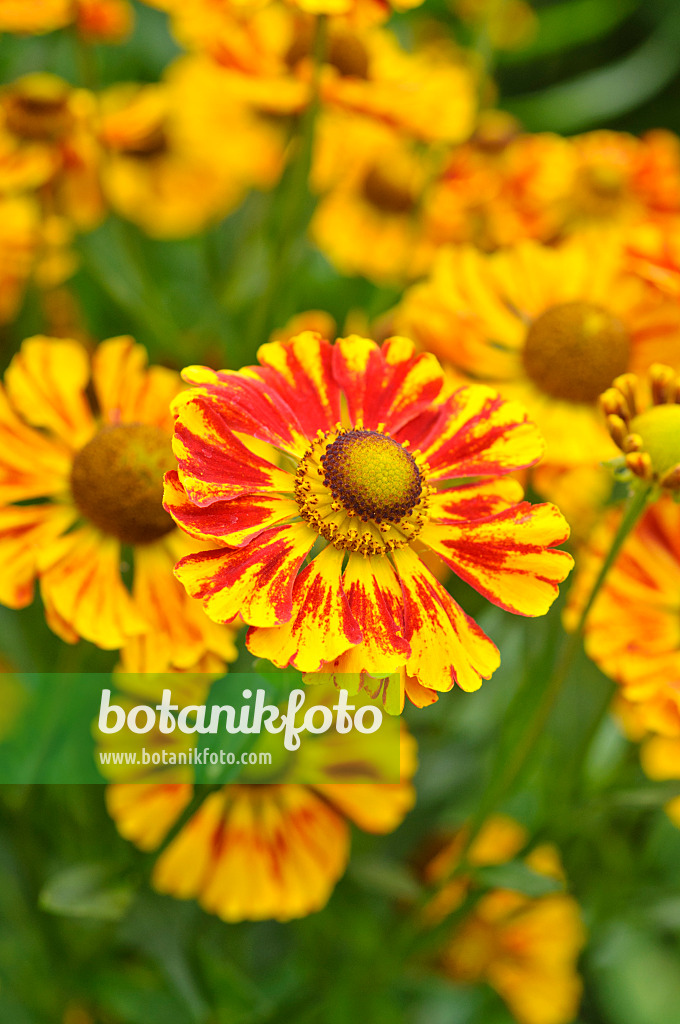 475132 - Sonnenbraut (Helenium Feuersiegel)