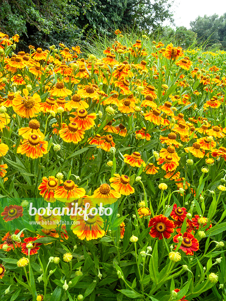 439401 - Sonnenbraut (Helenium Flammenrad)