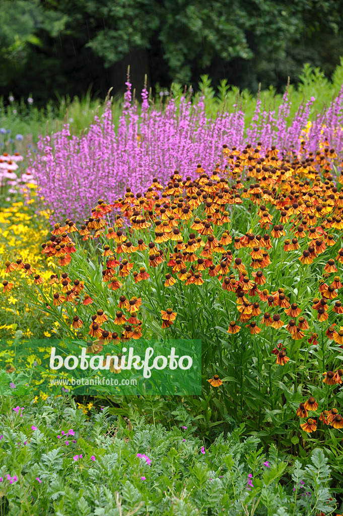 517444 - Sonnenbraut (Helenium Flammenrad)