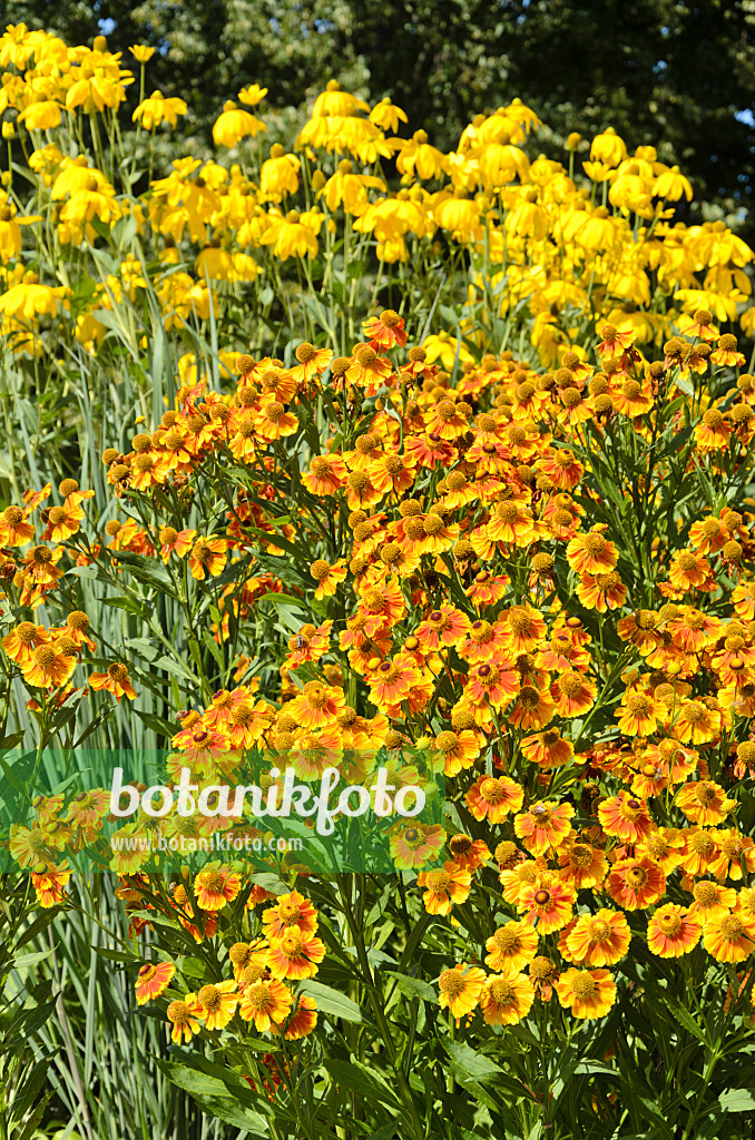 535059 - Sonnenbraut (Helenium Flammenrad)