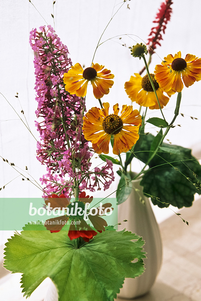 442072 - Sonnenbraut (Helenium) und Gewöhnlicher Sommerflieder (Buddleja davidii)