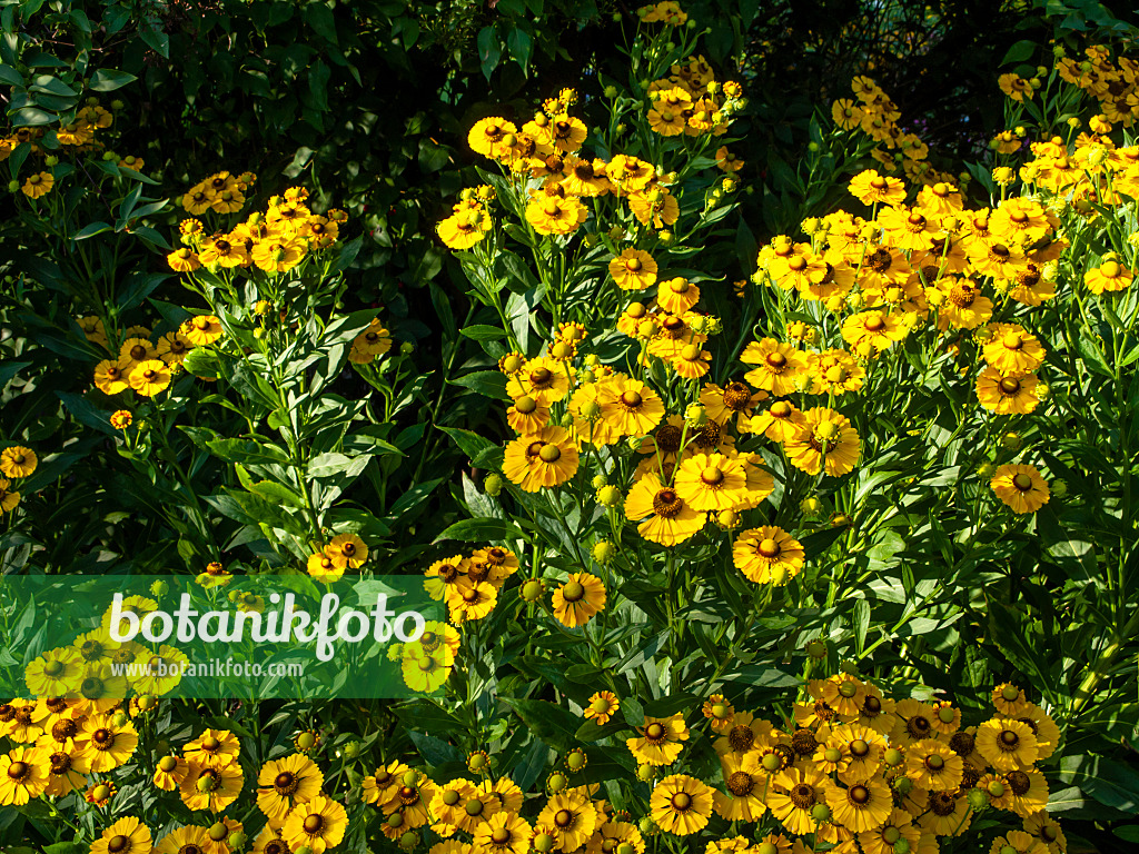 463003 - Sonnenbraut (Helenium Goldrausch)