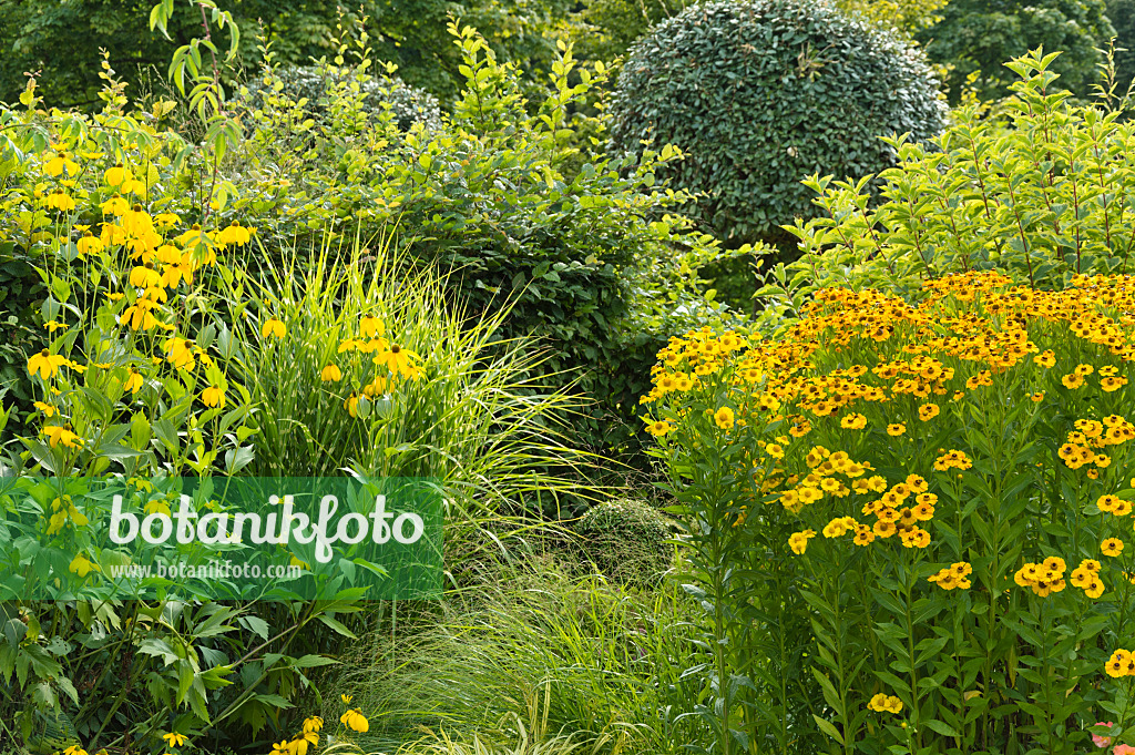 511197 - Sonnenbraut (Helenium) und Hoher Sonnenhut (Rudbeckia nitida)