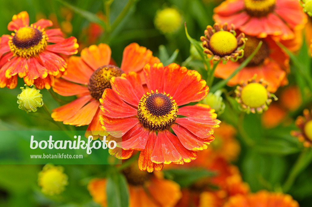 475131 - Sonnenbraut (Helenium Julisamt)