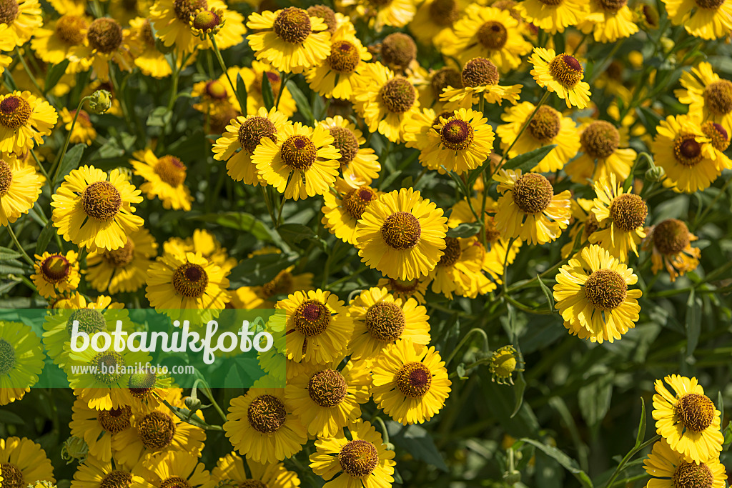 635045 - Sonnenbraut (Helenium Kanaria)