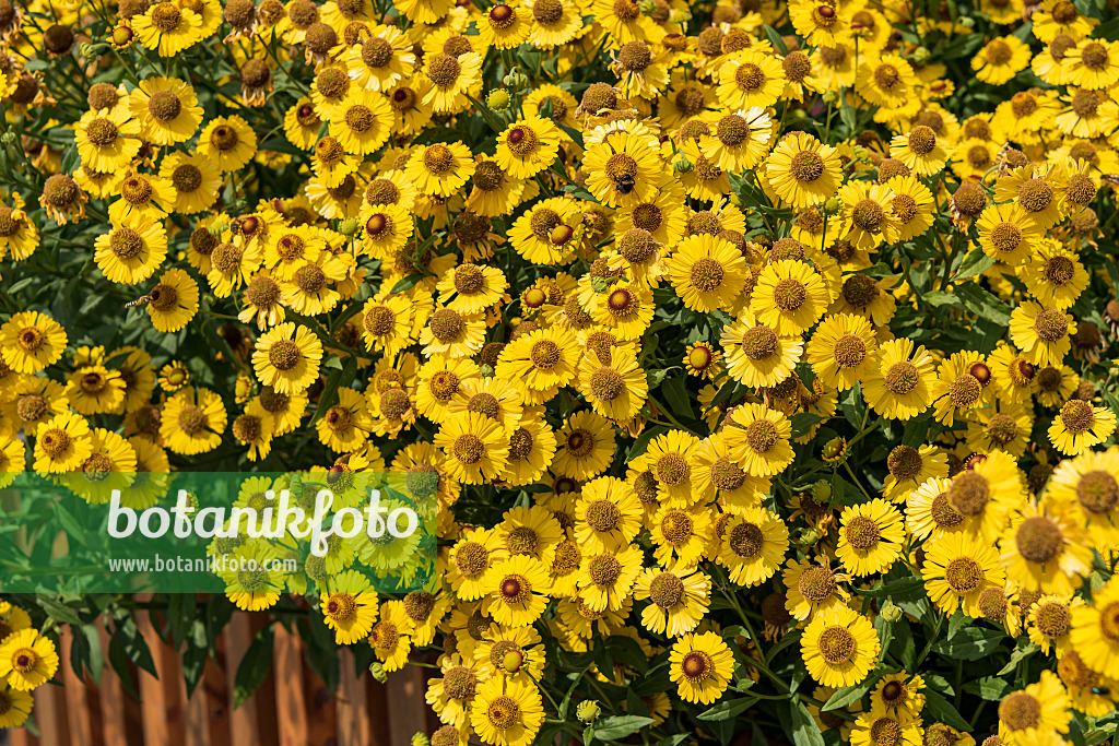 638116 - Sonnenbraut (Helenium Kanaria)